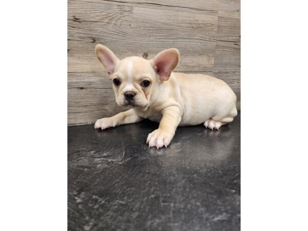 [#20008] Cream Male French Bulldog Puppies For Sale