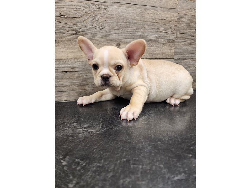 French Bulldog - 20008 Image #1