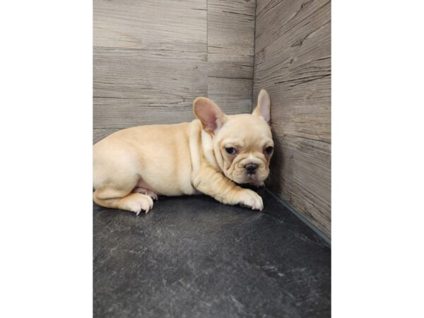 [#20007] Cream Male French Bulldog Puppies For Sale