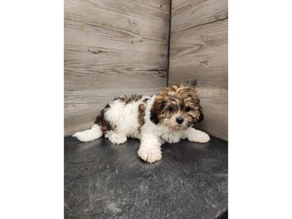 [#20013] Brown & White Male Shipoo Puppies For Sale