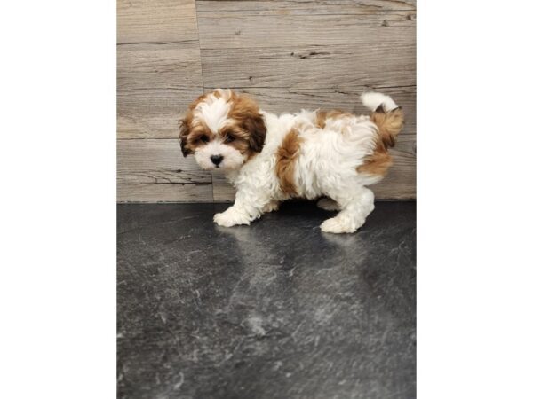 [#20012] Brown & White Male Shipoo Puppies For Sale