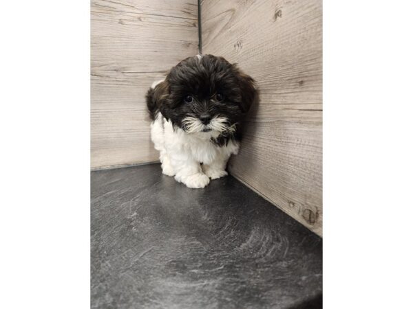 [#20010] Brindle & White Male Teddy Bear Puppies For Sale
