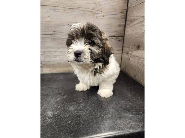[#20009] Brindle & White Male Teddy Bear Puppies For Sale
