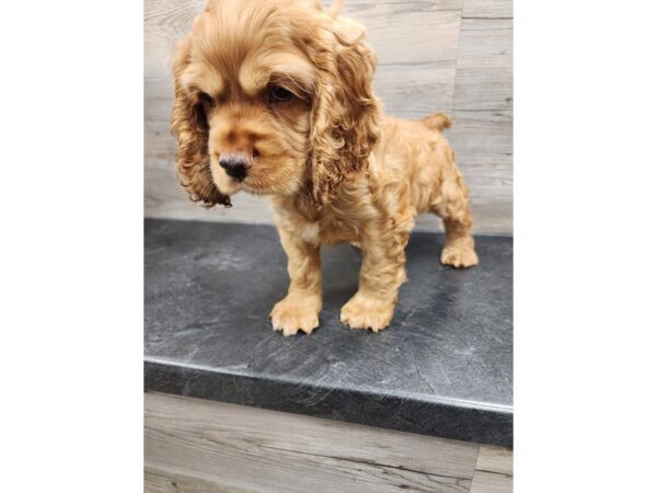 [#20001] Red Male Cocker Spaniel Puppies For Sale