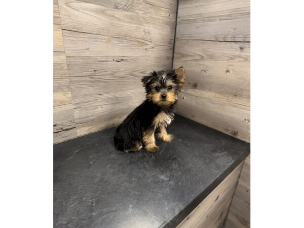 [#20016] Black / Tan Male Yorkshire Terrier Puppies For Sale