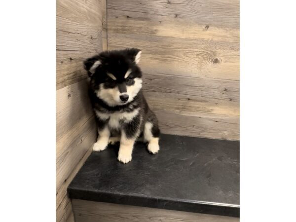 [#20017] Black / White Male Alaskan Klee Kai Puppies For Sale