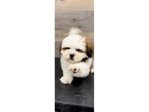 [#20018] Red / White Female Lhasa Apso Puppies For Sale