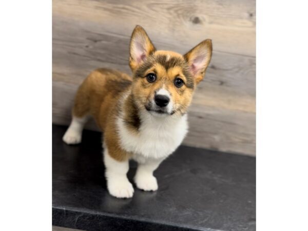 [#20019] Red / White Female Pembroke Welsh Corgi Puppies For Sale
