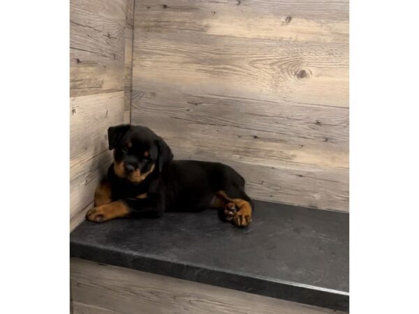 [#20020] Black / Tan Male Rottweiler Puppies For Sale