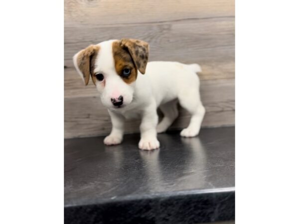 [#20021] White Female Jack Russell Terrier Puppies For Sale