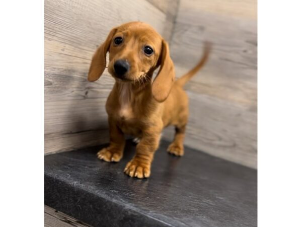 [#20022] Red Female Dachshund Puppies For Sale