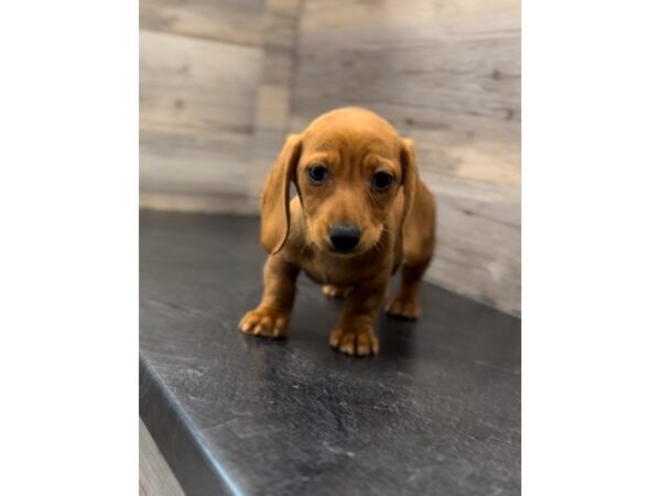 [#20023] Red Male Dachshund Puppies For Sale