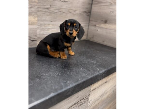 [#20024] Black & Tan Female Dachshund Puppies For Sale