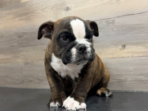 [#19940] Brindle / White Male Victorian Bulldog Puppies For Sale