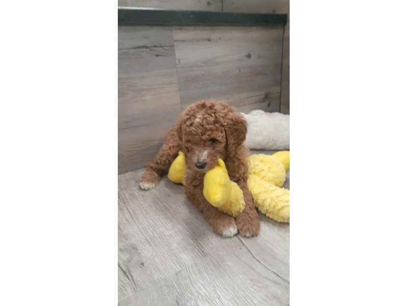 Goldendoodle 2nd Gen - 19956 Image #1