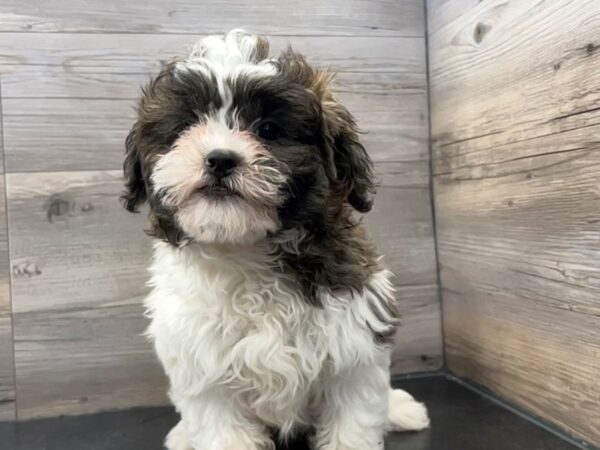 [#19955] Black White / Brown Female Teddy Bear Puppies For Sale