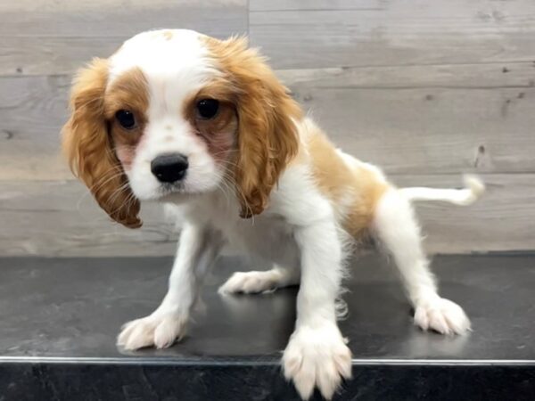 [#19976] Blenheim Male Cavalier King Charles Spaniel Puppies For Sale