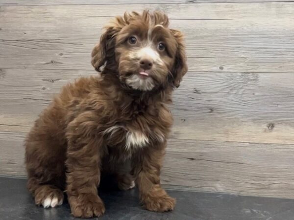 [#19977] Chocolate Female Aussidoodle Puppies For Sale