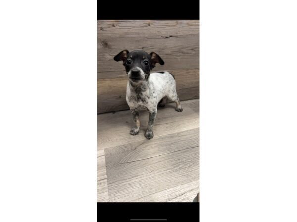 [#19971] Black/White Female Rat Terrier Puppies For Sale