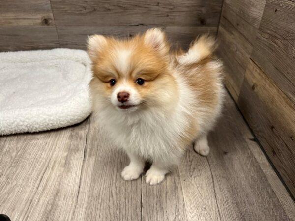 [#20000] Tan / White Male Pomeranian Puppies For Sale