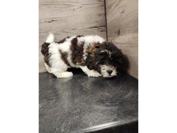 [#20011] Brindle & White Male Teddy Bear Puppies For Sale