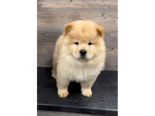 [#20015] Cinnamon Male Chow Chow Puppies For Sale