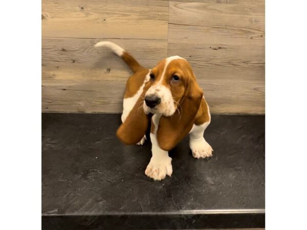 [#20014] Red / White Female Basset Hound Puppies For Sale