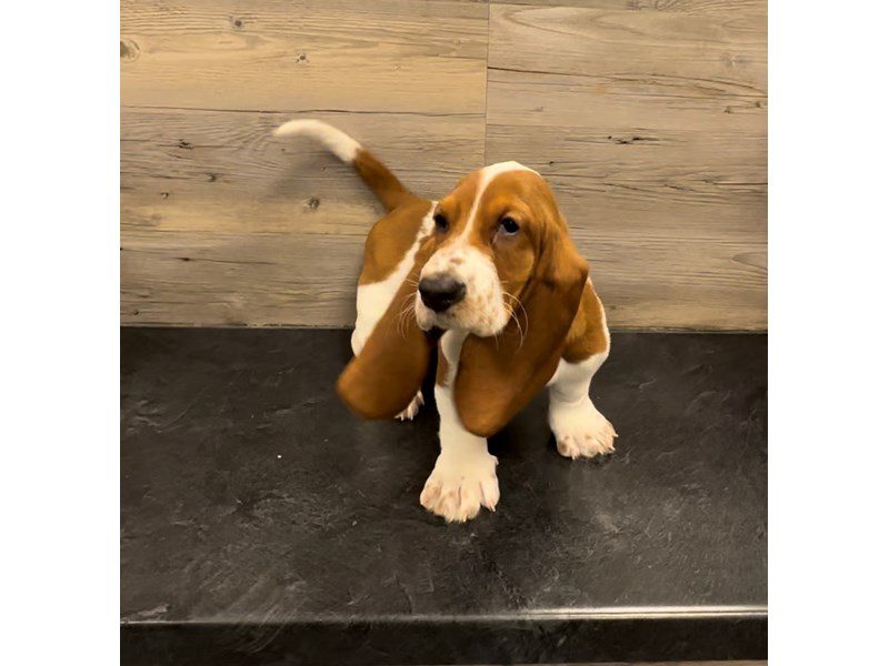 Basset Hound - 20014 Image #1