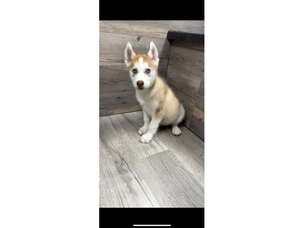[#20031] Tan / White Male Siberian Husky Puppies For Sale