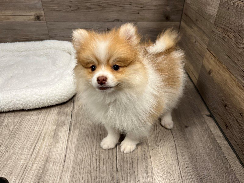 Pomeranian Petland Janesville, Wisconsin