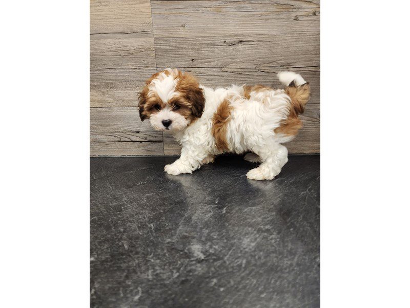 Available Pets Page 3 of 4 Petland Janesville, Wisconsin