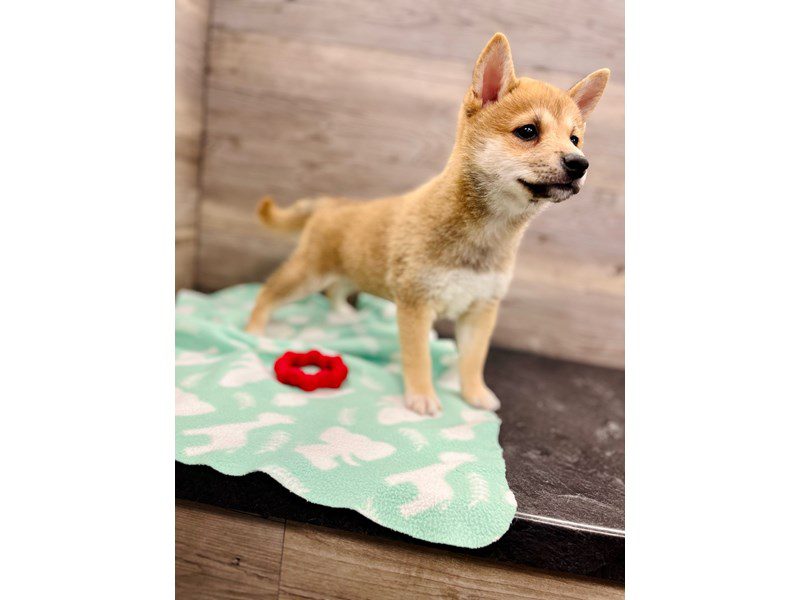 Available Pets Page 3 of 4 Petland Janesville, Wisconsin