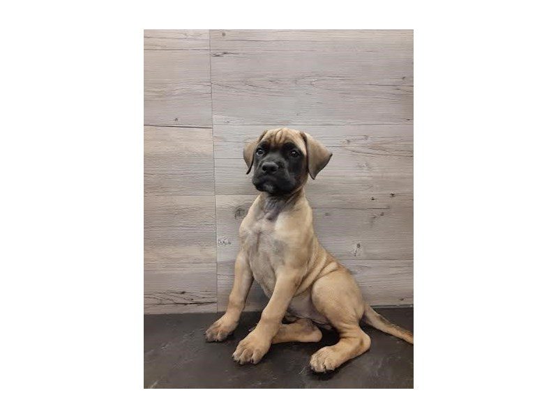 Available Pets Petland Janesville, Wisconsin