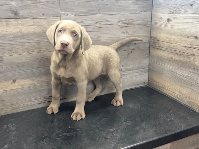 Labrador Retriever Breed Info Petland Janesville, Wisconsin