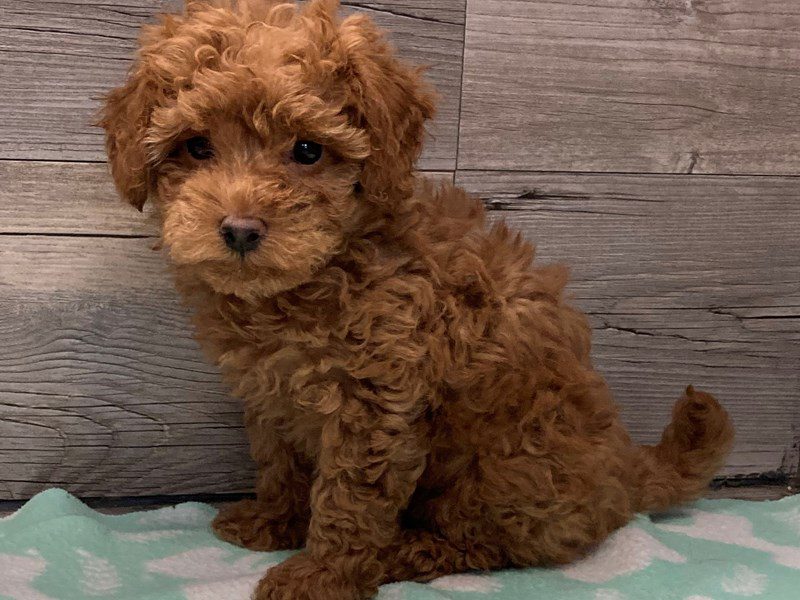 Puppy Red ID235102 Located at Petland Janesville, Wisconsin