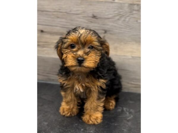 [#20032] Black and Tan Male Yorkiepoo Puppies for Sale