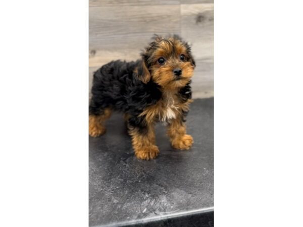 [#20033] Black & Tan Male Yorkiepoo Puppies for Sale