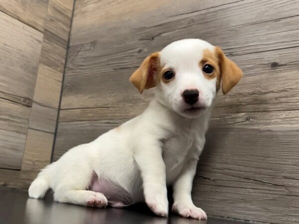 [#20045] White & Red Male Jack Russell Terrier Puppies for Sale