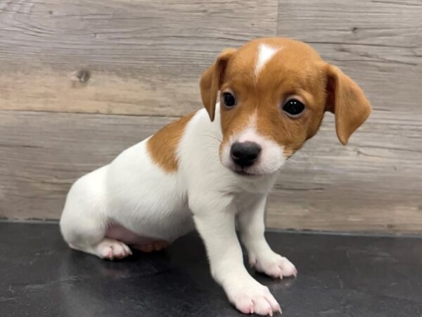 [#20046] White & Red Female Jack Russell Terrier Puppies for Sale