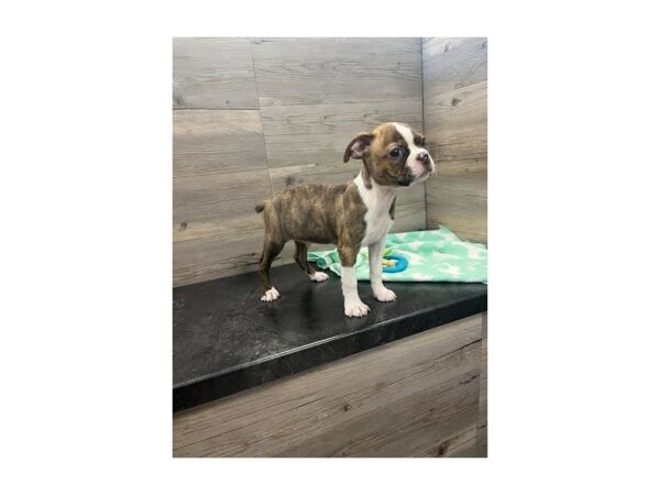 [#20083] Brindle Male Boston Terrier Puppies for Sale