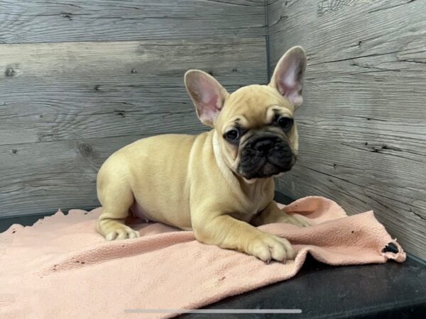 [#20094] Fawn Female French Bulldog Puppies for Sale