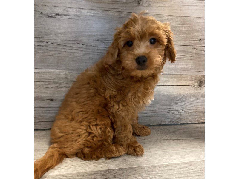Goldendoodle Mini F1 - 20098 Image #1