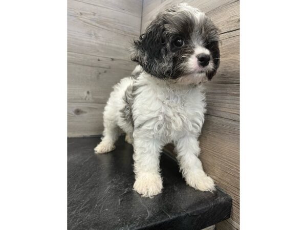 [#20103] Male Cavapoo Puppies for Sale