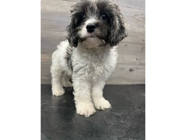 [#20104] Female Cavapoo Puppies for Sale