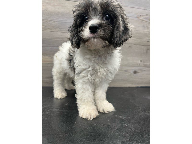 Cavapoo - 20104 Image #1