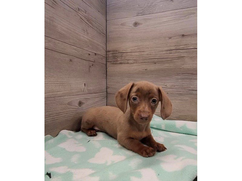Miniature Dachshund - 20111 Image #1