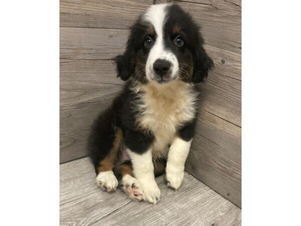 [#20122] Black Male Australian Shepherd Puppies for Sale