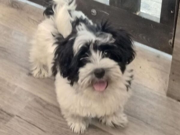 [#20095] Black Female Havanese Puppies for Sale