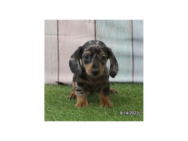 [#20125] Silver Male Dachshund Puppies for Sale