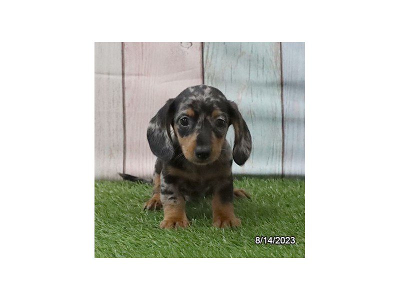 Dachshund - 20125 Image #1